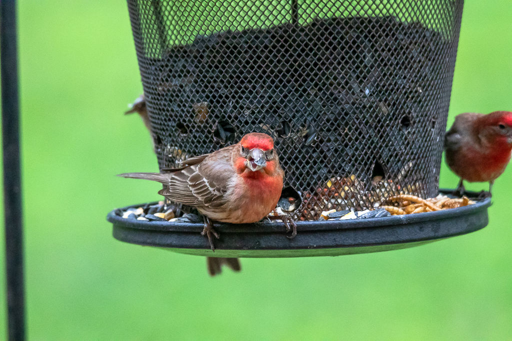 Backyard Birds NH-1885.jpg
